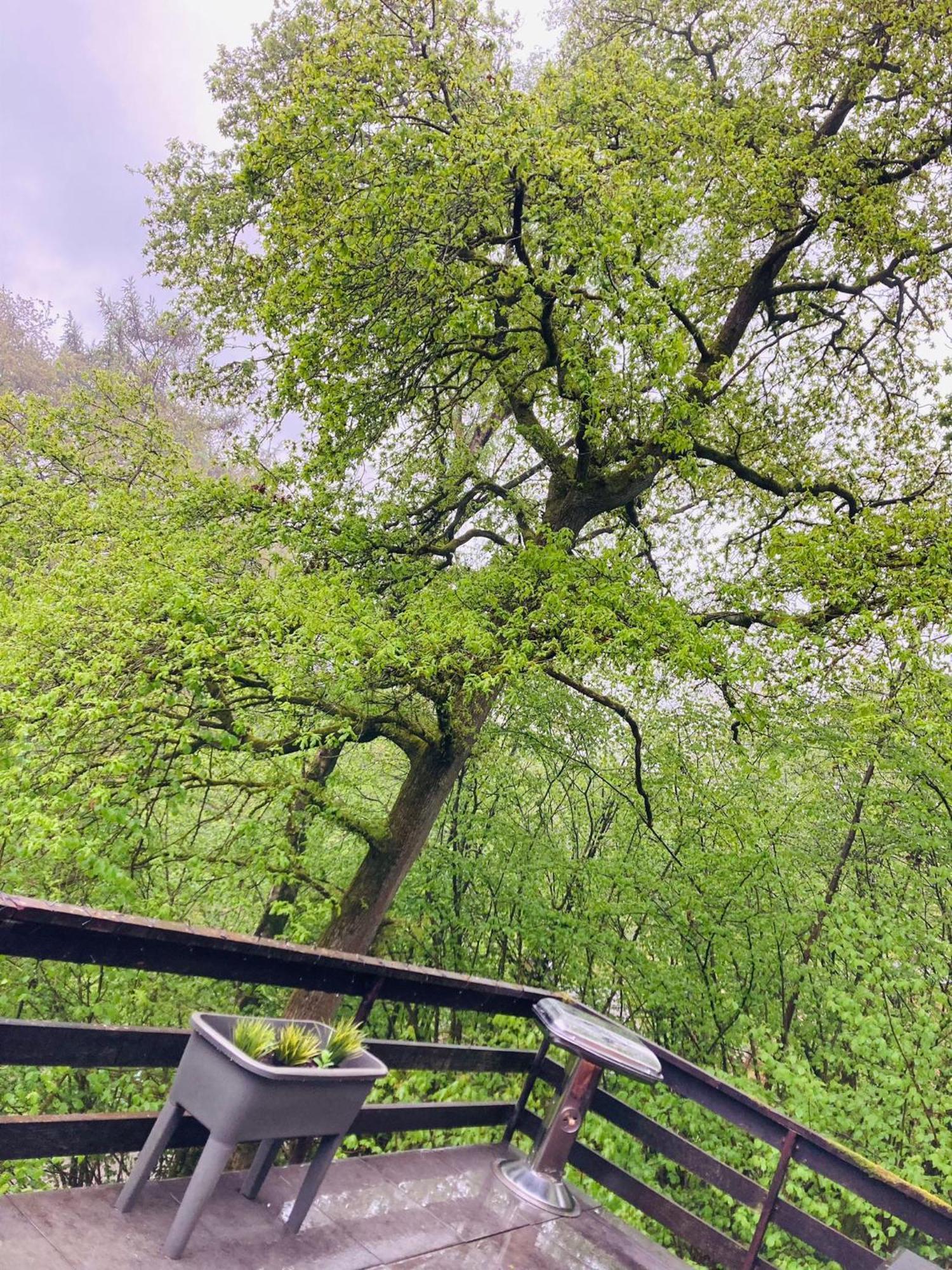 Woody Lodge - Duplex Nature Bonsoy Ardennes Hastiere-par-dela エクステリア 写真