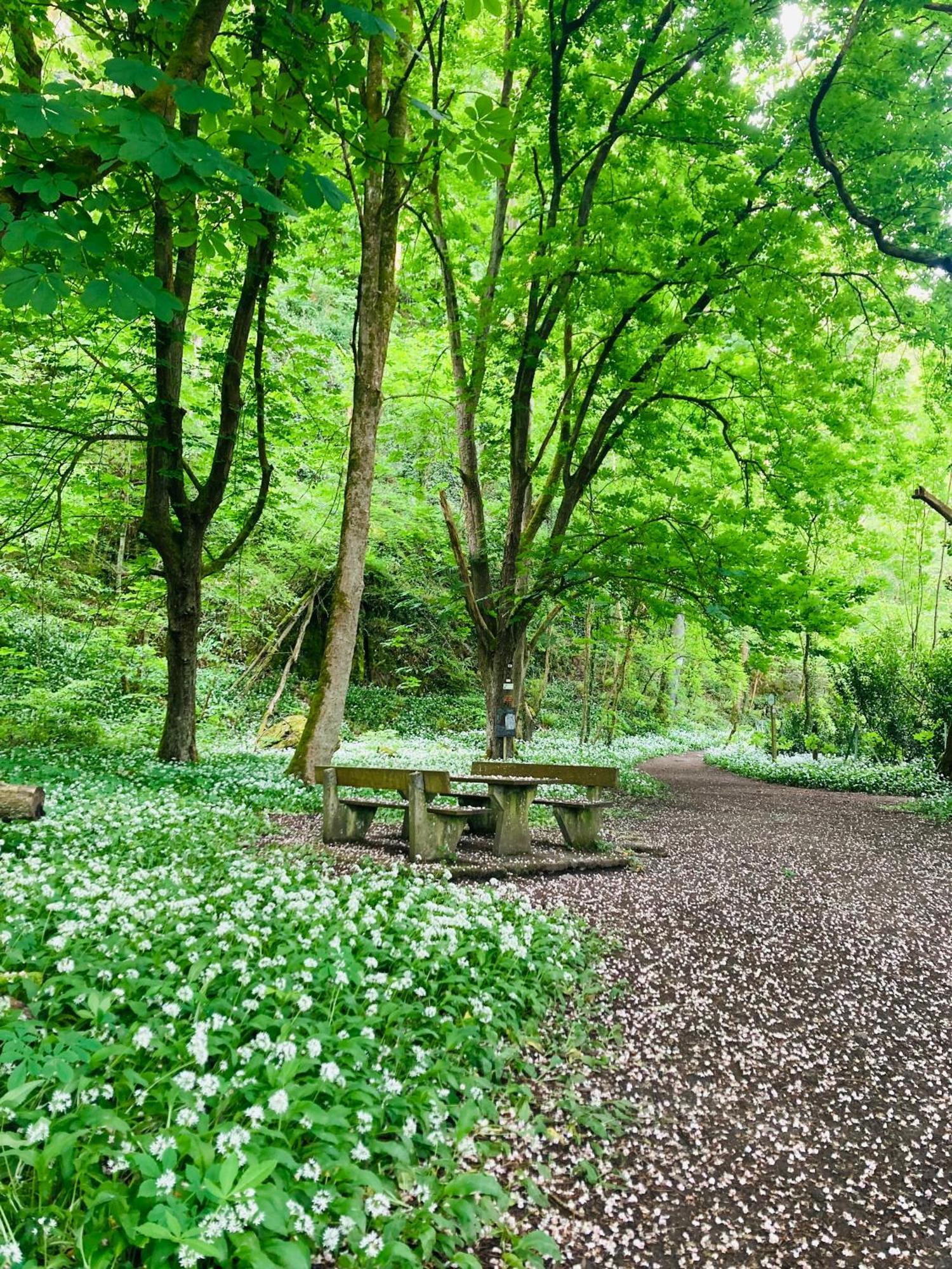 Woody Lodge - Duplex Nature Bonsoy Ardennes Hastiere-par-dela エクステリア 写真